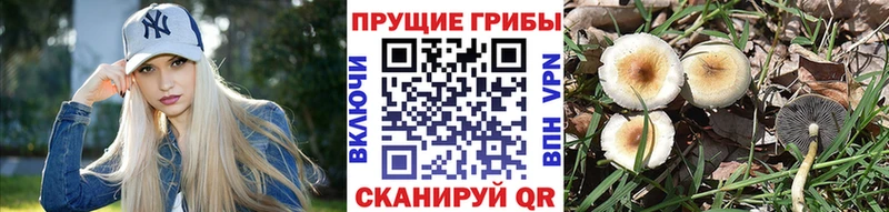 Псилоцибиновые грибы Psilocybine cubensis  как найти   Орск 